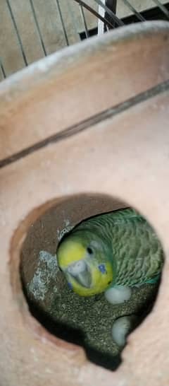 Australian Breeding Pair for sale