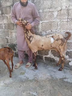 beetal goat | bakri | goat | بکری /Goat / Bakri / Ghaban