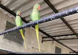 Raw parrots available for sale