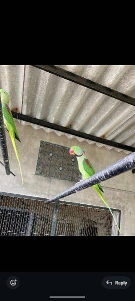 Raw parrots available for sale 1