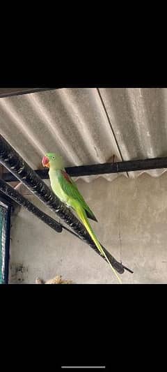 Raw parrots available for sale