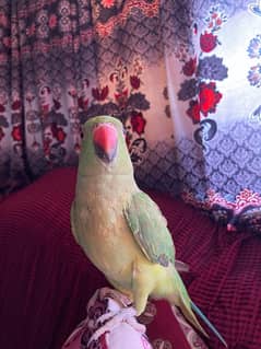 Green Parrot with cage