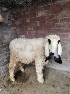 2 sheep for sale in lahore