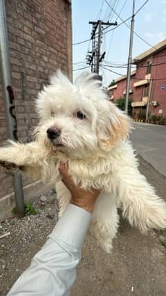 [Peshawar] French Poodle female Puppies for sale