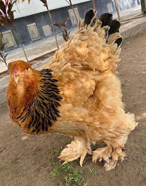 Brahma chicks and eggs for sale 19