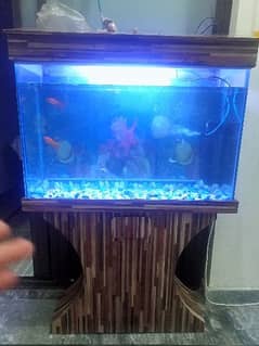 Big size Fish Aquarium