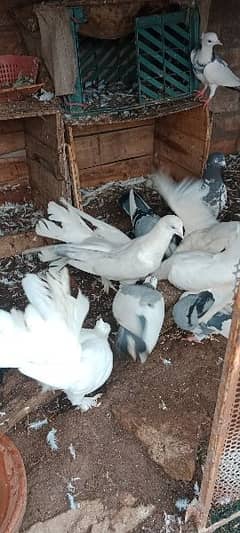 Fancy pigeons| White Fancy pigeons| Fancy kabuter| Kabuter