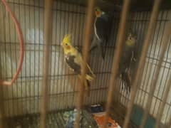 cockatil for sale 2 pair ha anda be ha