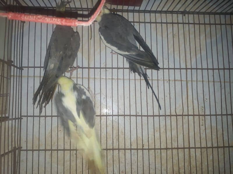 cockatil for sale 2 pair ha anda be ha 1