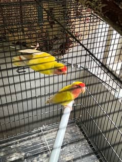 LoveBirds Breeder pair