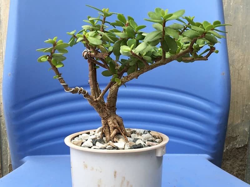 Jade plant | lucky plant | available in different sizes 0