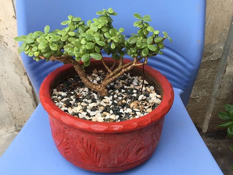 Jade plant | lucky plant | available in different sizes 4