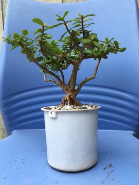 Jade plant | lucky plant | available in different sizes 8