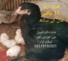 Heera Chicks with mother  / White  Chicks/ choozay