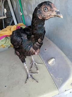 Aseel Thai hen for sale 0