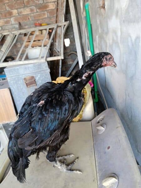 Aseel Thai hen for sale 9