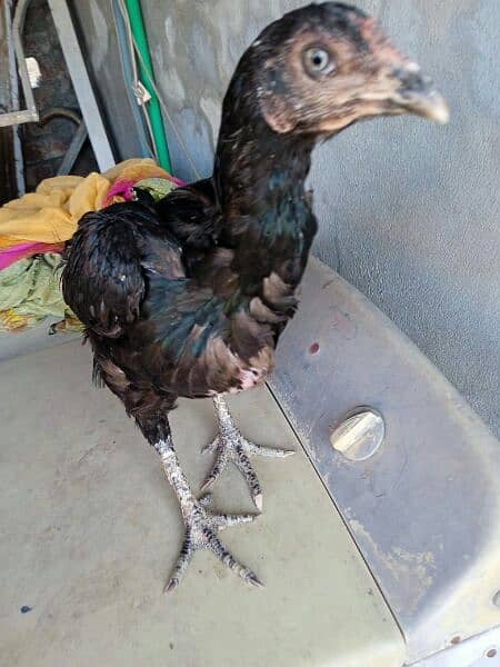 Aseel Thai hen for sale 14