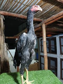 Top Quality German O Shamo Aseel pullet o Shamo hen