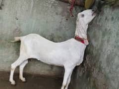 Beautiful Rajanpuri cross Goat