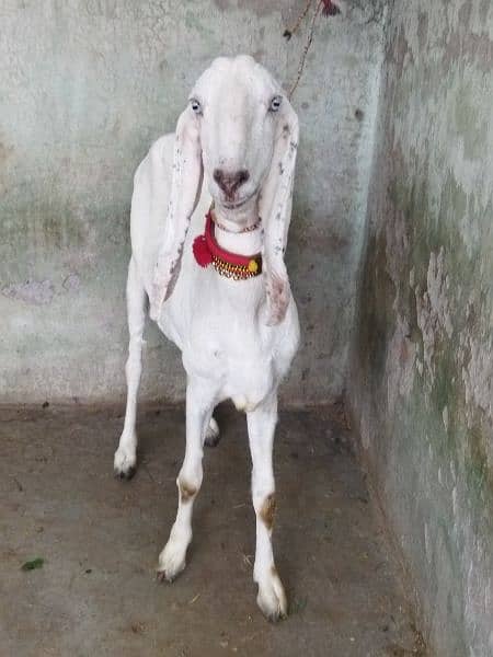 Beautiful Rajanpuri cross Goat 1