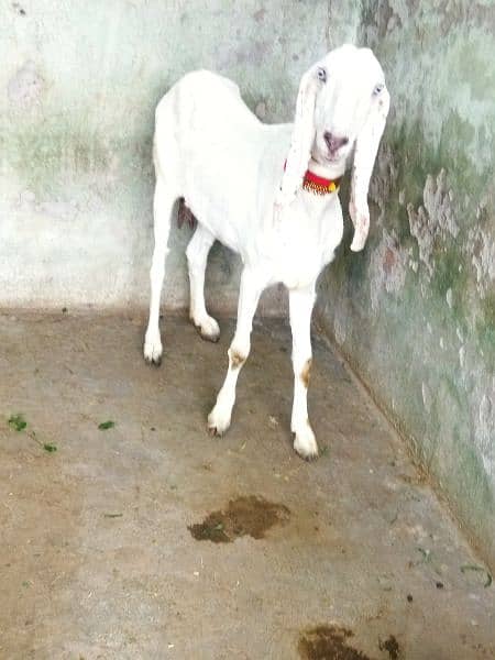 Beautiful Rajanpuri cross Goat 3