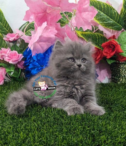 Persian Kittens | pure white & Smokey Grey| Triple Coated |Punch face| 1