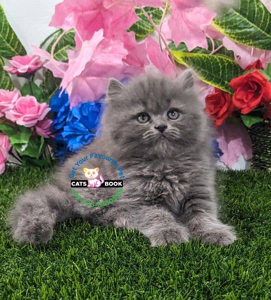 Persian Kittens | pure white & Smokey Grey| Triple Coated |Punch face| 2