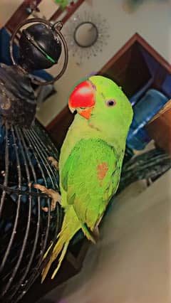 RAW parrot for sale