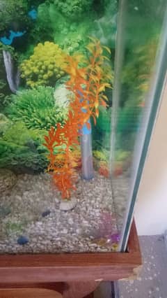 Fish Aquarium For Sale