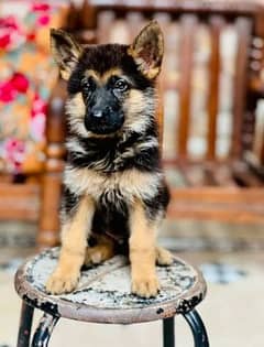 GERMAN SHEPHERD MALE PUPS AVAILABLE 0