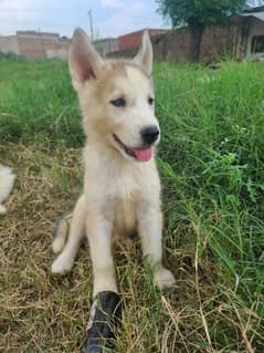 Husky puppy blue eyes