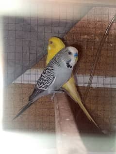 Australian parrot/ budgies breeder pair 0