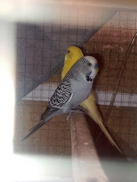 Australian parrot/ budgies breeder pair 2