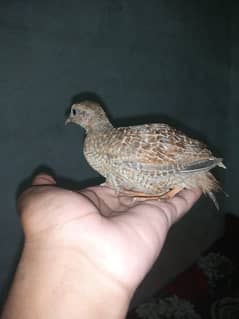 dakhni teetar male chick