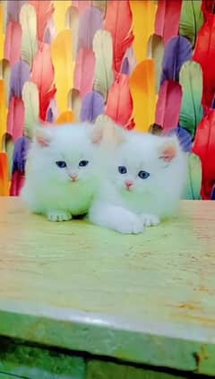 Persian Cat for sale my WhatsApp number 03450224125