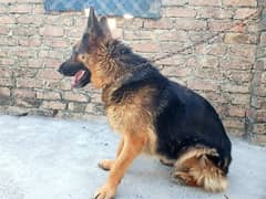 Gsd long coat female