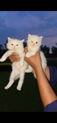 Persian  Kittens For sale