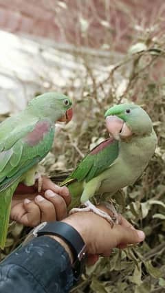 Kashmiri Raw Parrots Pair For Sale 1.5 Year Age