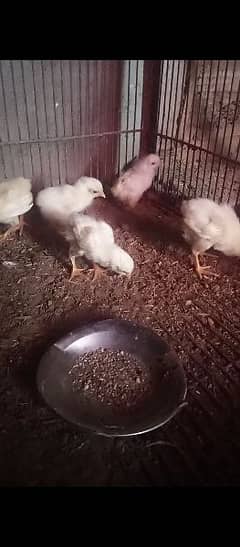 pure white shamo chicks for sale