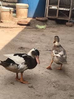 pair duck hai full active hai 0