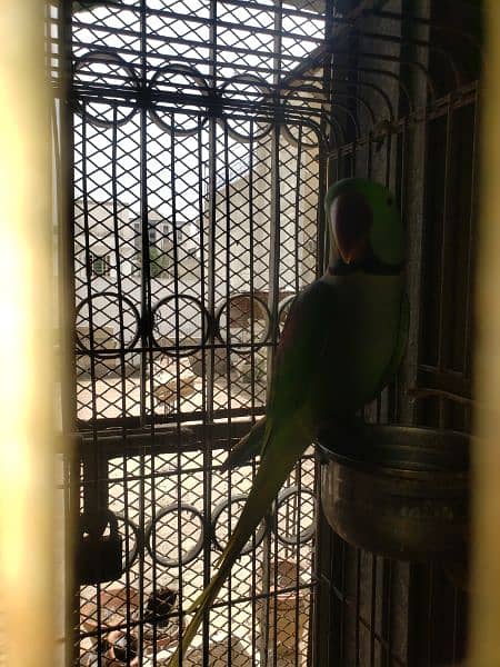 Kashmir Raw pahari parrot 2