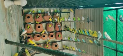 Australian birds for sale 0