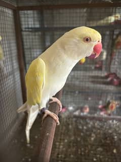 Yellow lacewing / Creamino Doubel factor Ringneck