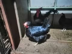 pure australorp