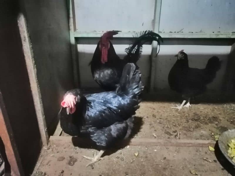 pure australorp 1