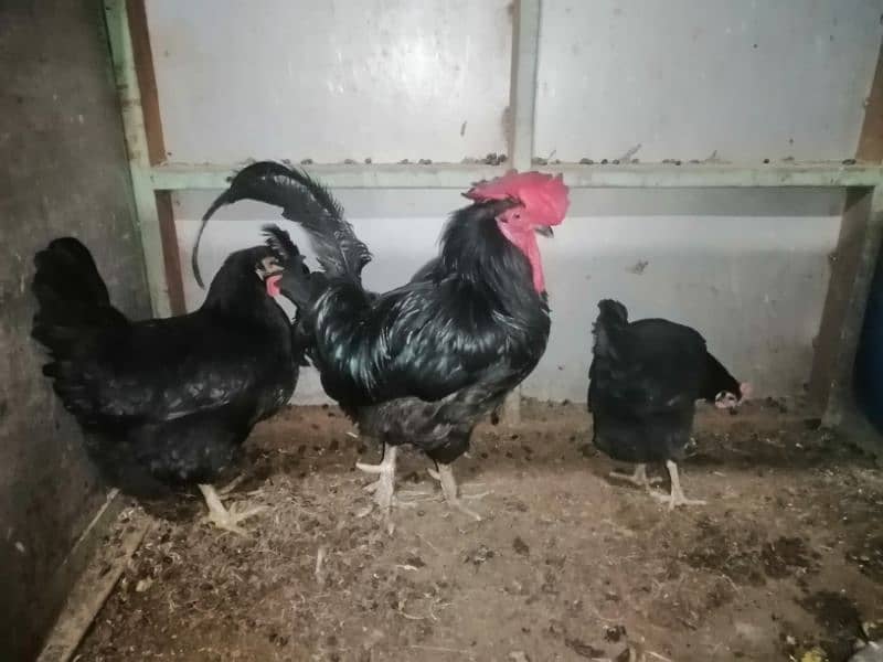 pure australorp 2