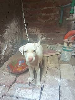 Full pink nose brown eyes pure Kohati Gultair Female puppy