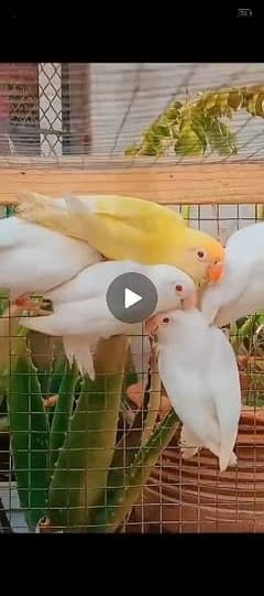 love birds cremino decino albino pair for sell