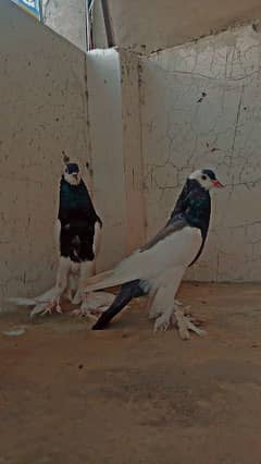 Magpie pouter breeder pair 0