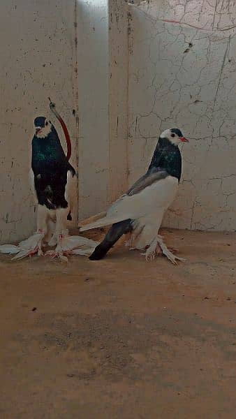 Magpie pouter breeder pair 1